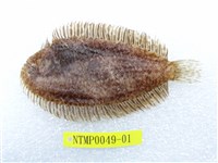 藏品(黑斑圓鱗鰨沙)的圖片